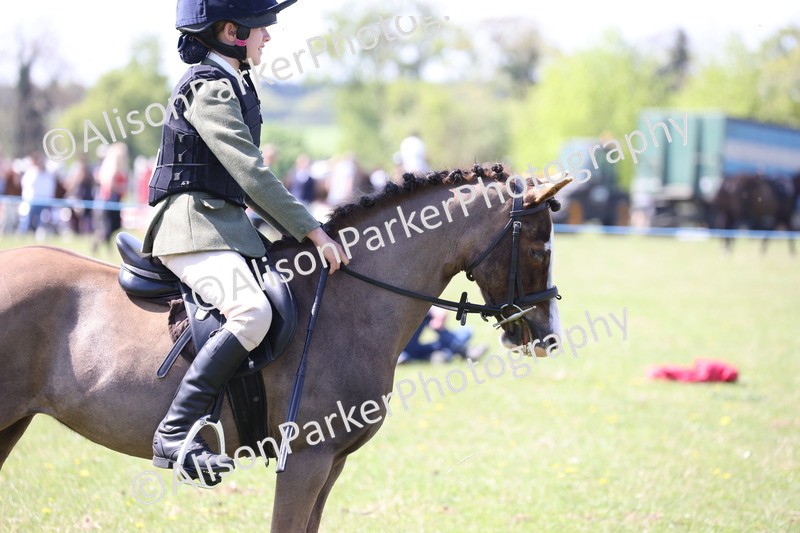 20250427-3297 - Class 33 - Best Pony 14.2hh and Under