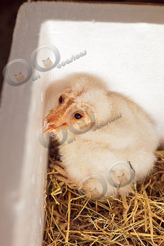 Loki at 18 days old - Our Birds