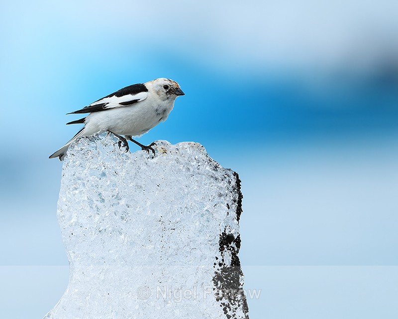 Snow Bunting on ice block, Jokulsarlon, Iceland - Snow Bunting