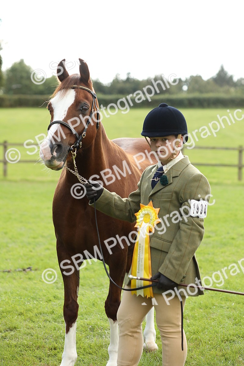 SBM_65529 - S47 - Mountain & Moorland In Hand Large Breeds