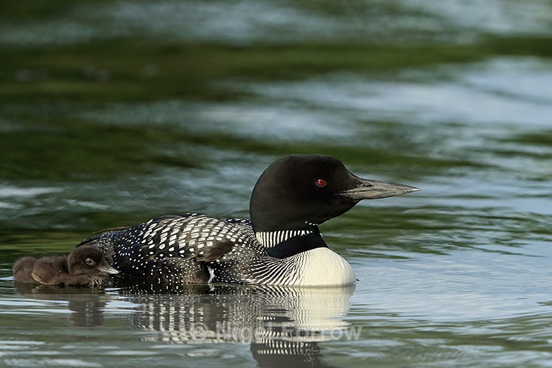 Great Northern Diver with chick, Minnesota, USA - Great Northern Diver