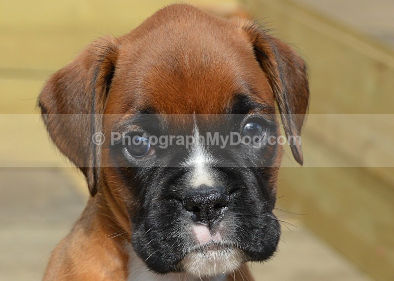  - Boxers