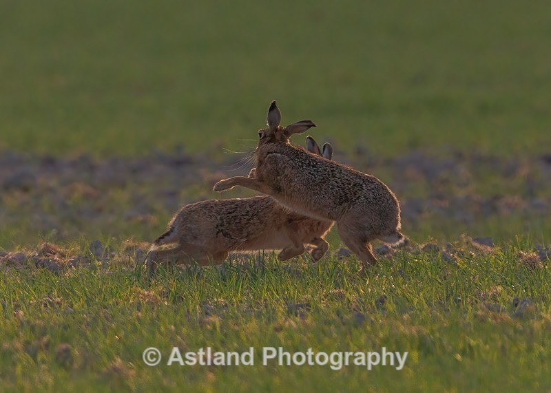 Brown Hares - Latest Images