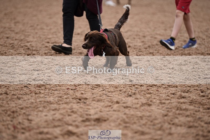 240518A-122310-01137 - Cls 4 Best Crossbred