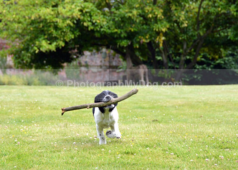 - English Springer Spaniels