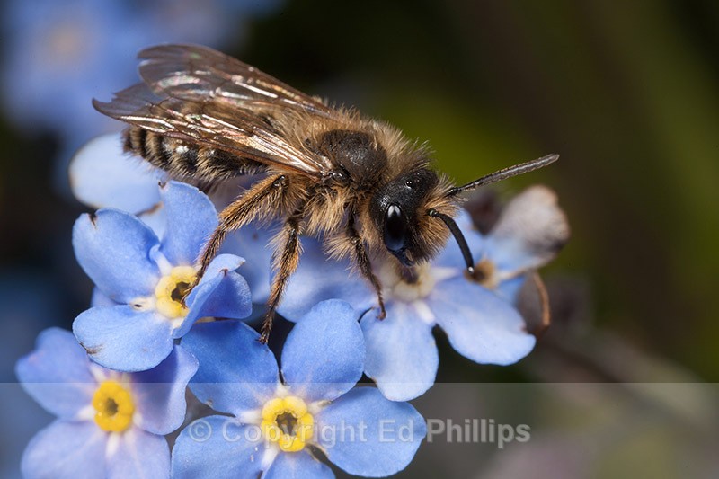 Andrena flavipes (m) - Andrena flavipes