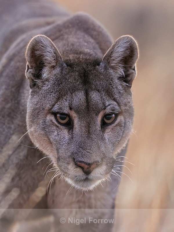 Head-on portrait of Petaca, Torres del Paine, Chile - Puma