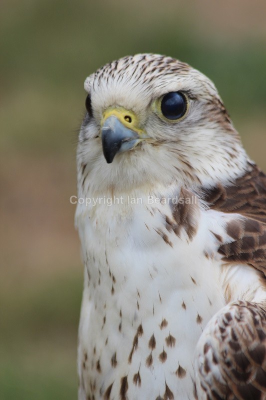 Hawk - Birds