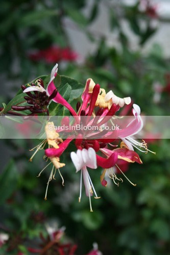 Honeysuckle - GARDEN FLOWERS