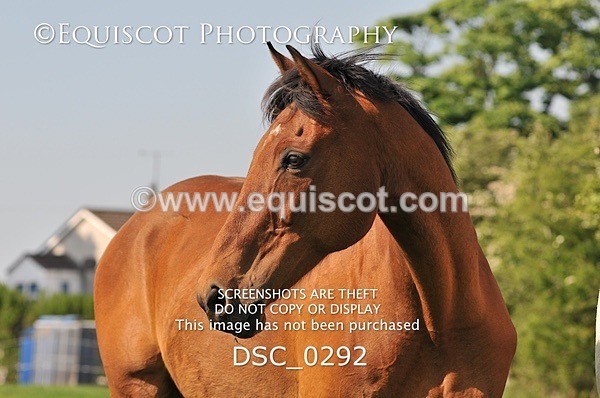 DSC_0292 - ARCHIVE REQUEST - Quincy and Guinness