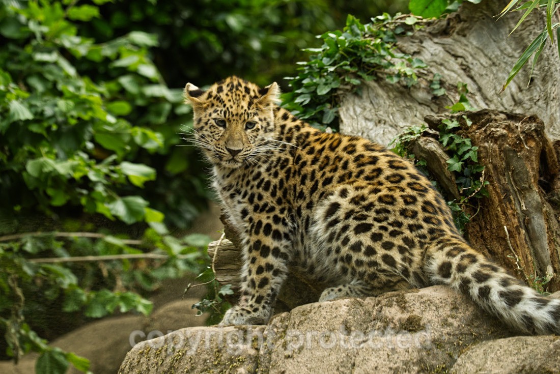 Amur Leopard - Anya - Big Cats
