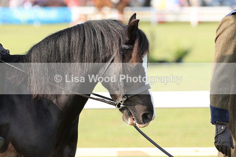 JPP_0131 - Class 14: Cornish Combination Leading Rein