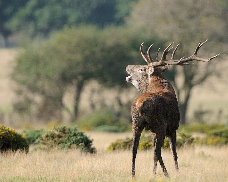 A Large Beast - Mammals, Reptiles, Domestic Animals