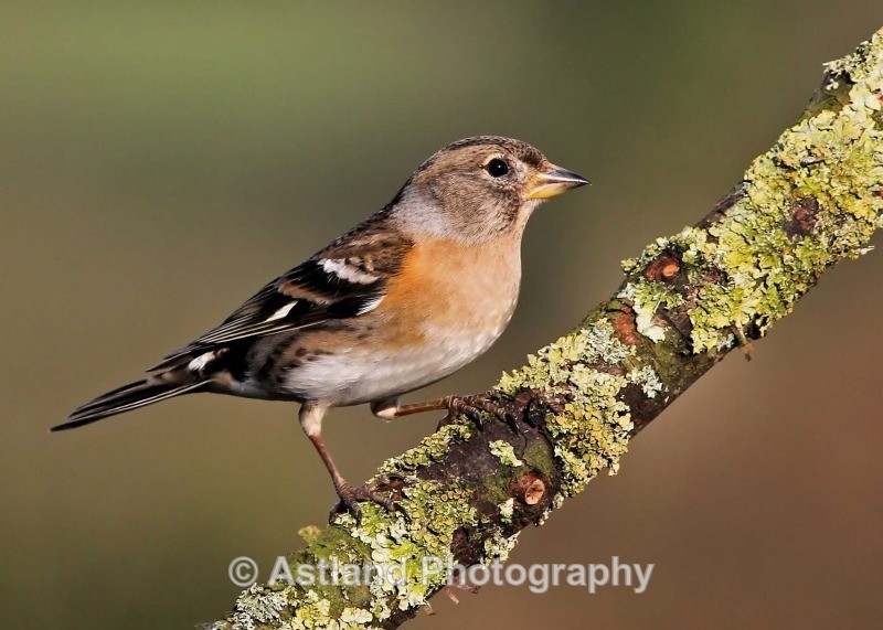 Astland Photography, Bird and Wildlife Images, Susan and Peter Wilson, U.K.