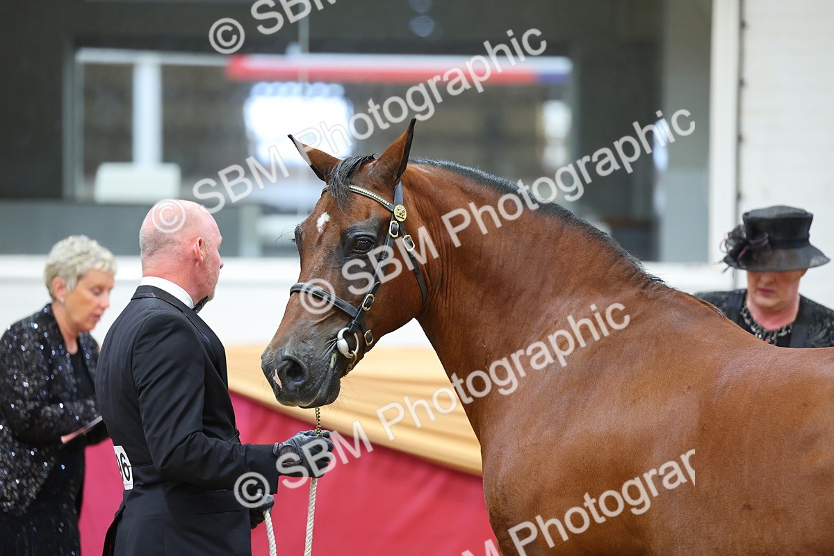 SBM_22694 - Class 903 - Supreme Final - IH Pre Vet