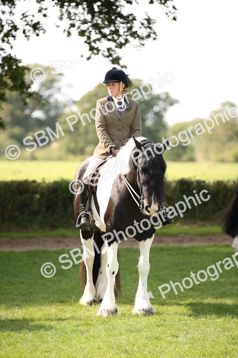 SBM_70137 - S65 - Piebald & Skewbald Horse Ridden
