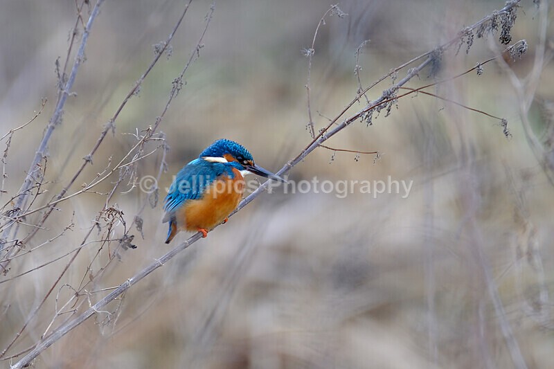  - Wildlife and Nature