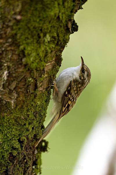 Common Treecreeper, Isle of Mull - ISLE OF MULL WILDLIFE, Wildlife images from the Inner Hebrides