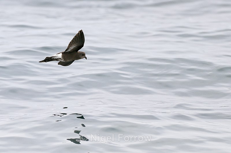 White-vented Storm-Petrel flying, Chile - Elliot's (White-vented) Storm-Petrel