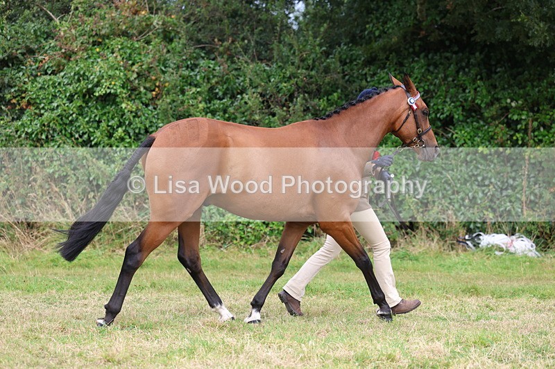 3E7A5667 - In Hand Championship