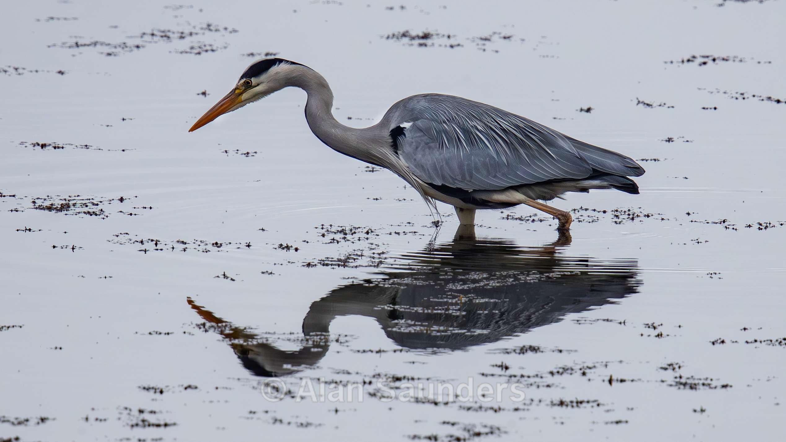 Grey Heron 3