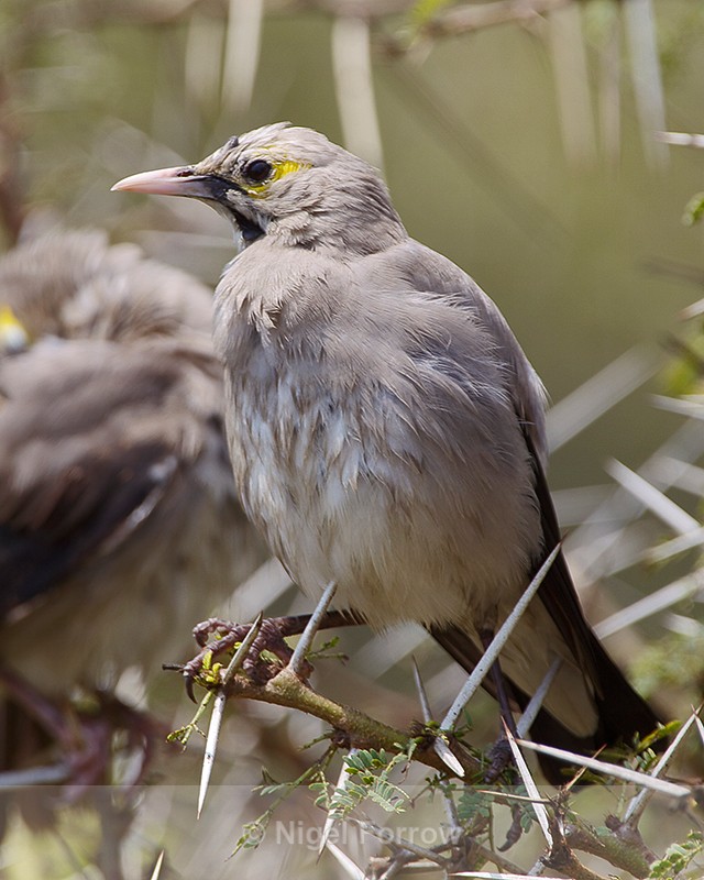 Wattled Starling perched on a thorny branch - Wattled Starling