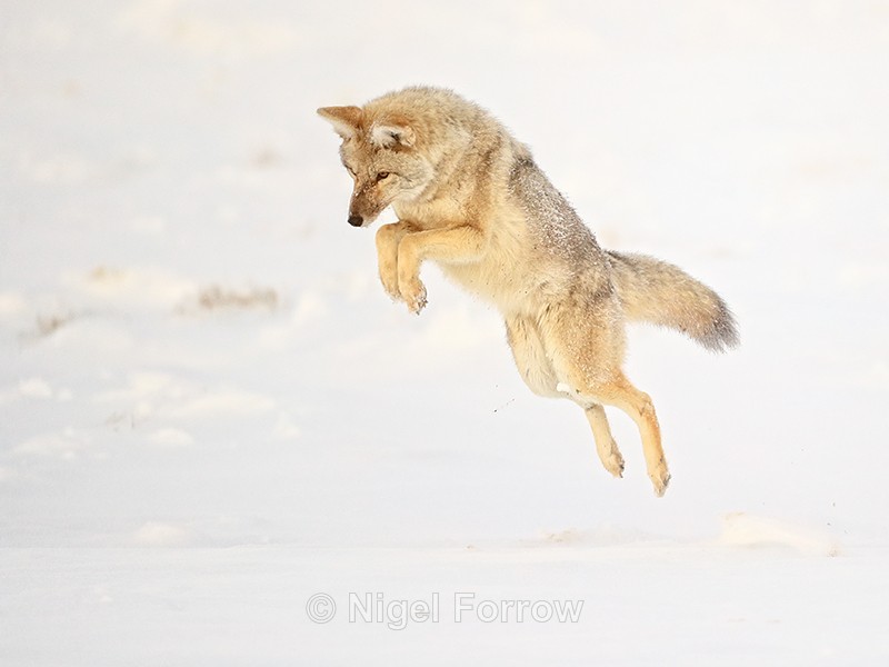 Coyote pounces, Yellowstone National Park, Wyoming, USA - Coyote