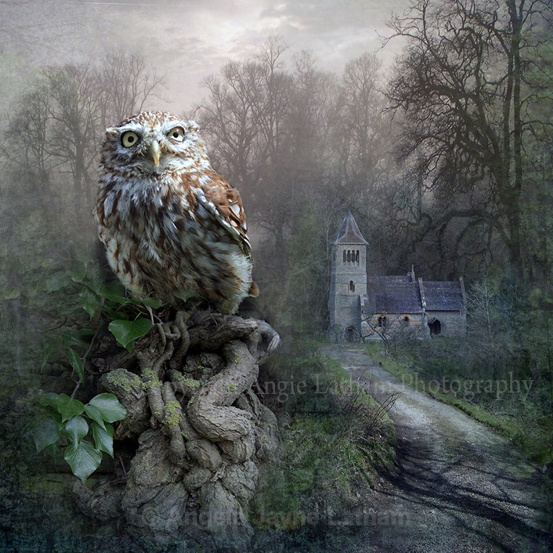 AS039 British Little Owl - Magic & Mystery