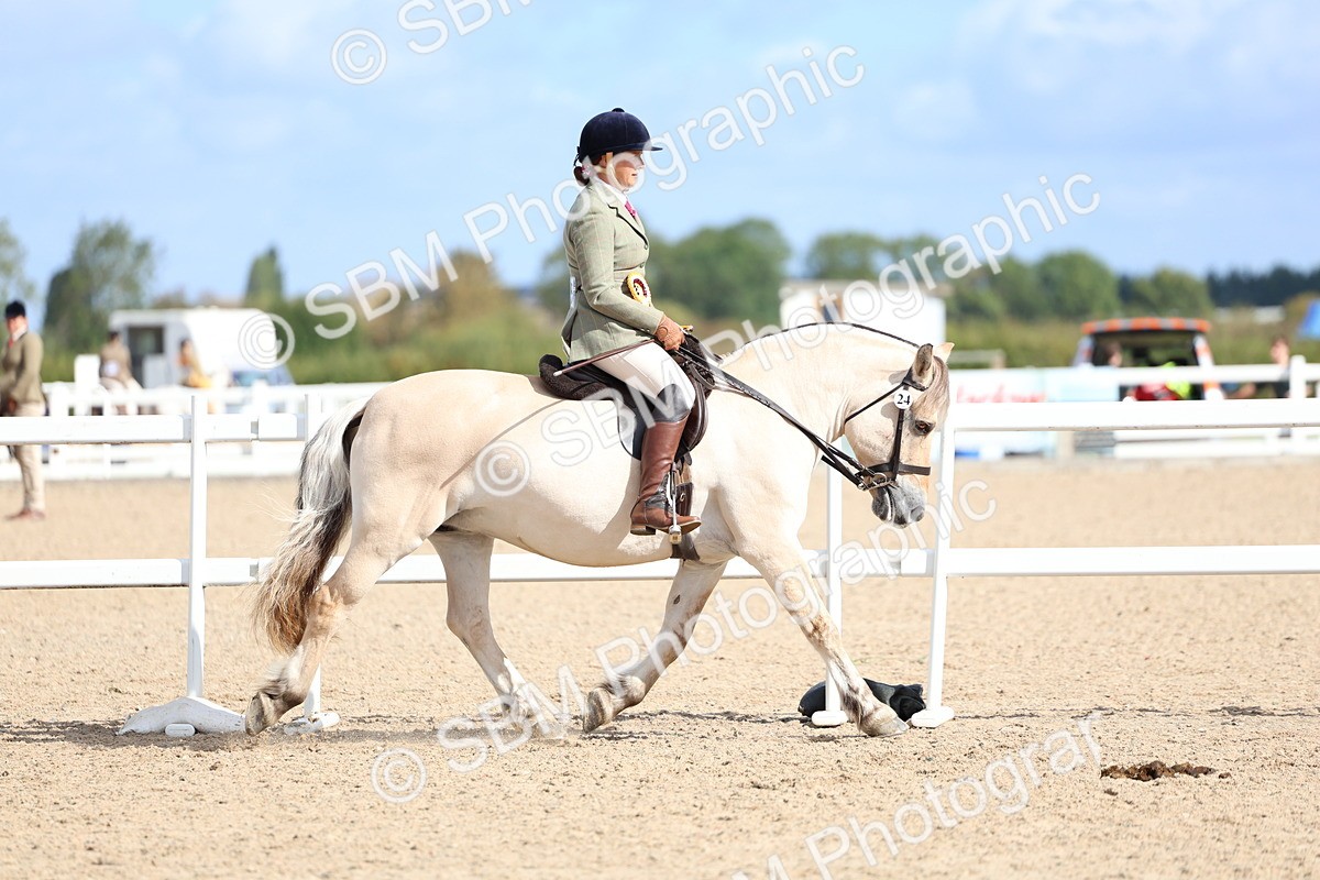 SBM_10908 - Class 305 - Ridden Foreign Breeds - Pure Bred