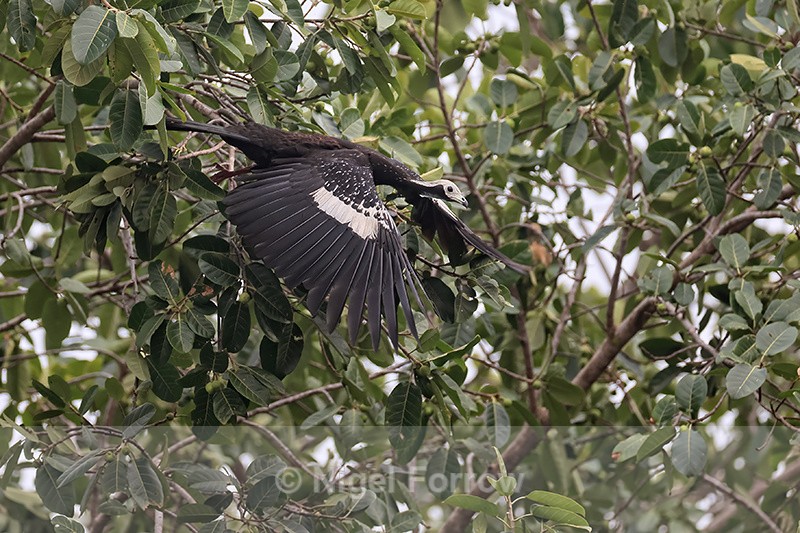White-throated Piping-Guan takes off from tree, Porto Jofre, Brazil - White-throated Piping-Guan