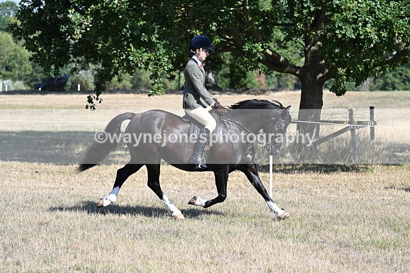 WJ7_3714 - Class 9 Mountain & Moorland Ridden