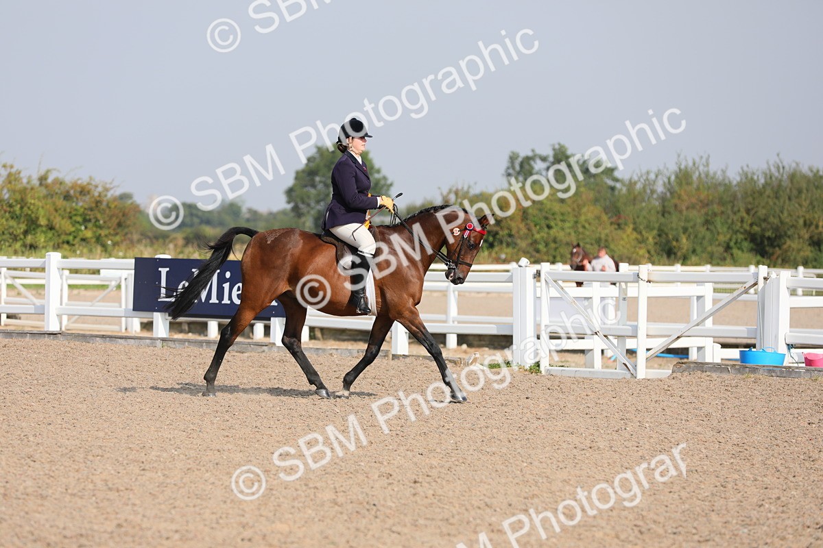 SBM_10951 - Class 304 Ridden Part Bred Horse/Pony