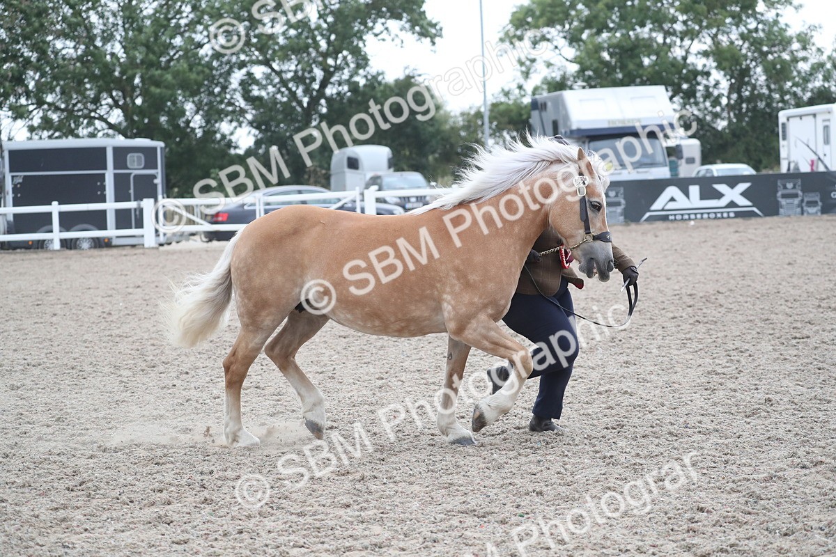 SBM_18018 - Class 317 IH Pure bred Horse/Pony