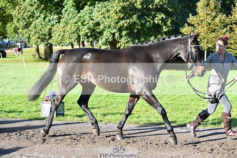 231022-101320-22312 - 468-PRIMITIVE.DAYLIGHT-Alexandra.Erskine.Scott-TrotUp+SJ