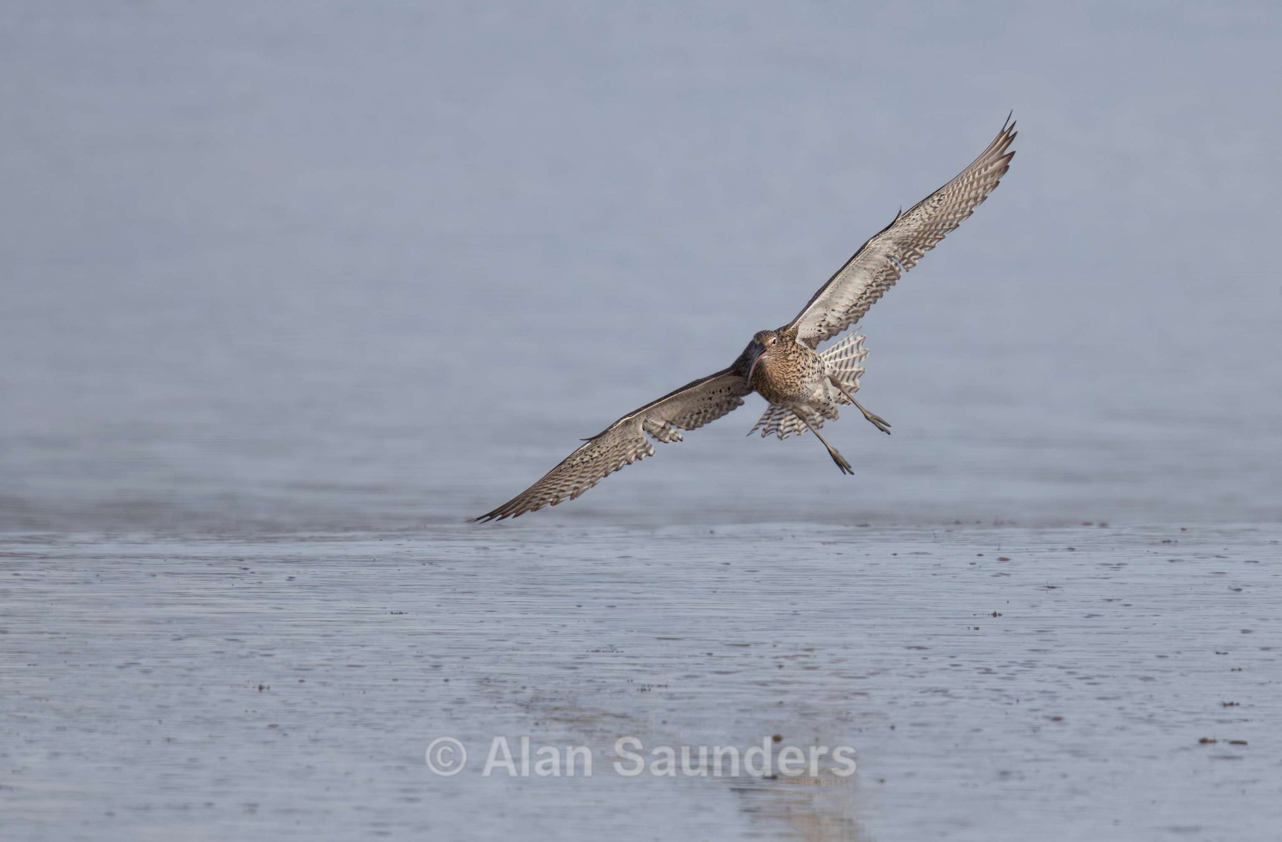 Eurasian Curlew 57
