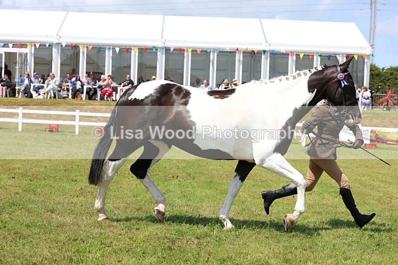 3E7A1225 - Class 8: Open Riding Horse/Hack