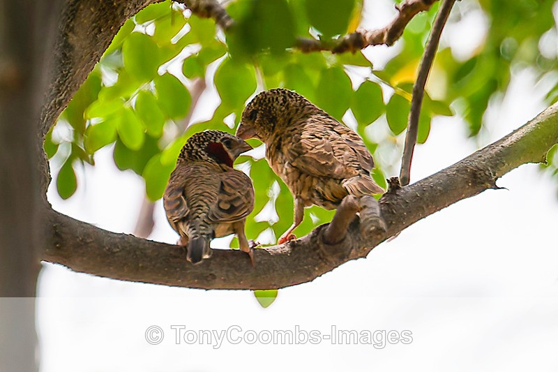 Cuthroat Finch - The Gambia