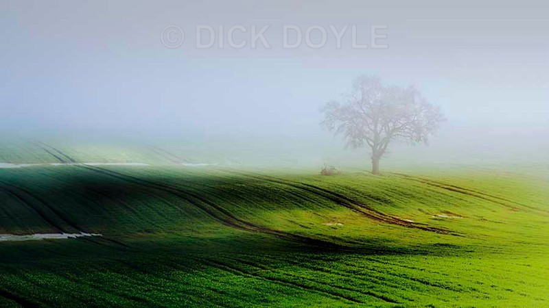 Tree in a cornfield - Minimalist landscapes