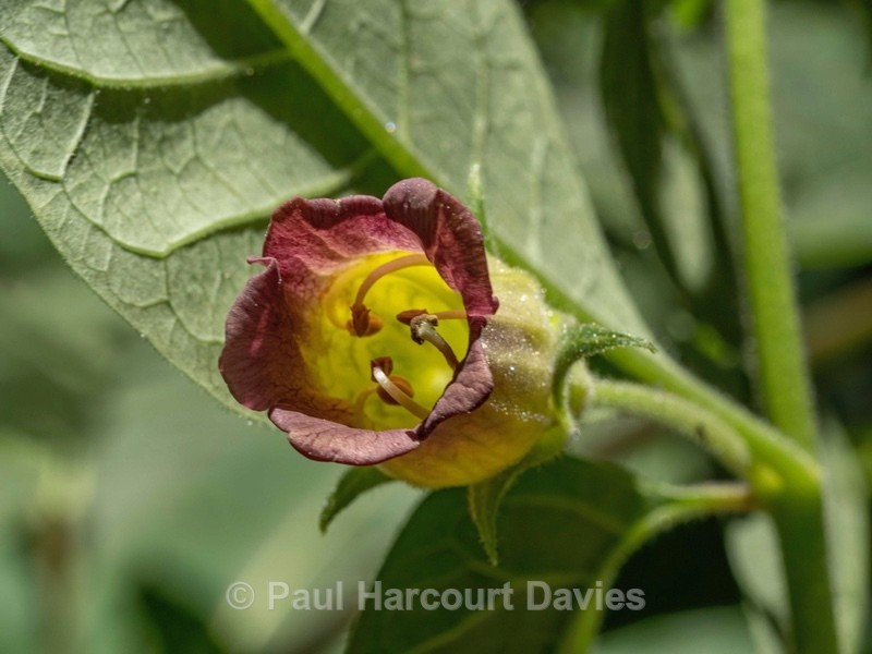 Deadly Nightshde (Atropa belladonna).  - Wild Flowers 2020