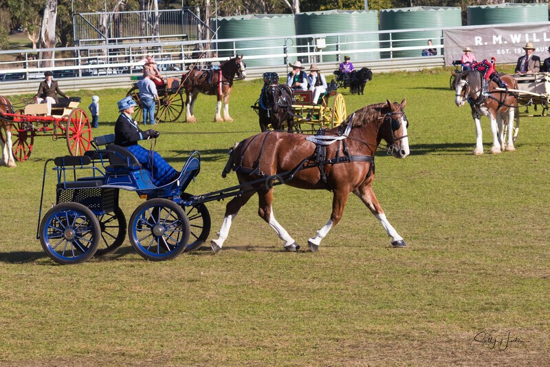 Harness Driving Challenge 32. 0A3A9497 - 2025 Senic Rim Clydesdale Spectacular
