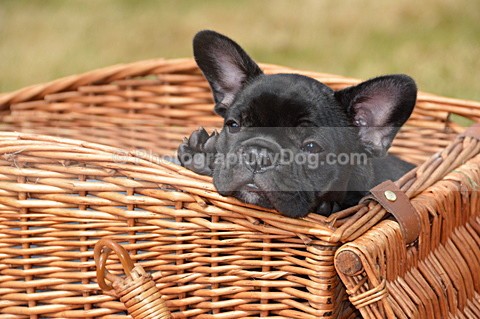  - French Bulldogs