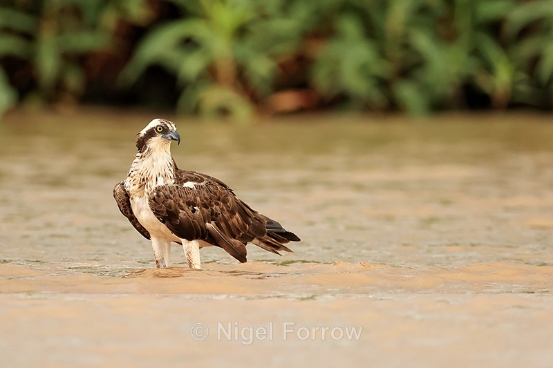 Osprey standing, Rio Sao Lourenco, Mato Grosso, Brazil - Osprey
