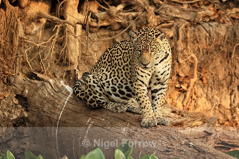 Female Jaguar watching for Caiman in water hyacinth below, Brazil - Jaguar