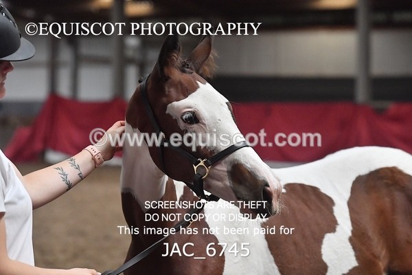 JAC_6745 - 15 Ziggy of Westoak