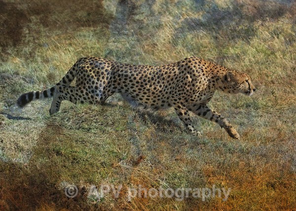 Out of Africa - The Photographic Angle - Wildlife Exhibition