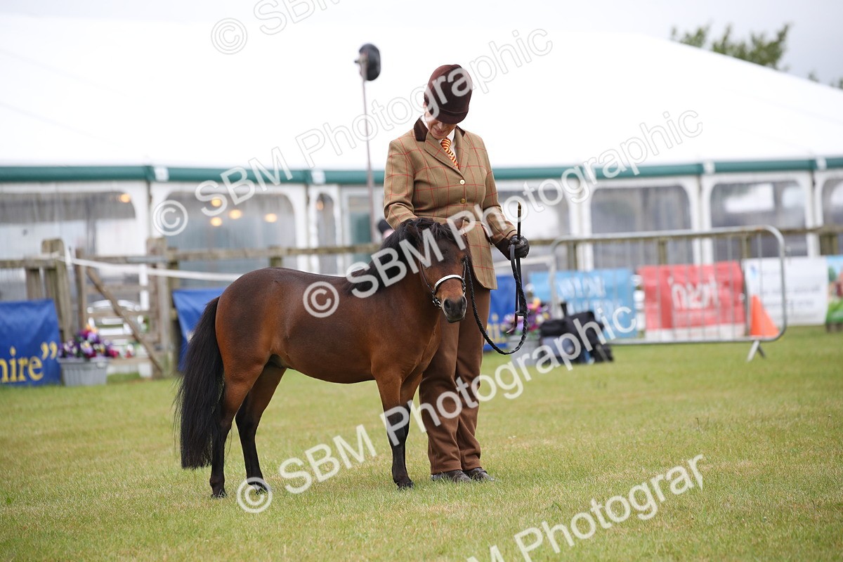 SBM_03693 - Class 23-25 - British Miniature Horse of the Year