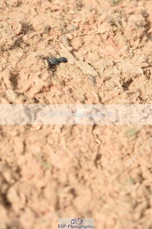 230915A-130622-00437 - Cls 11 Snr Discovery & 1m Open