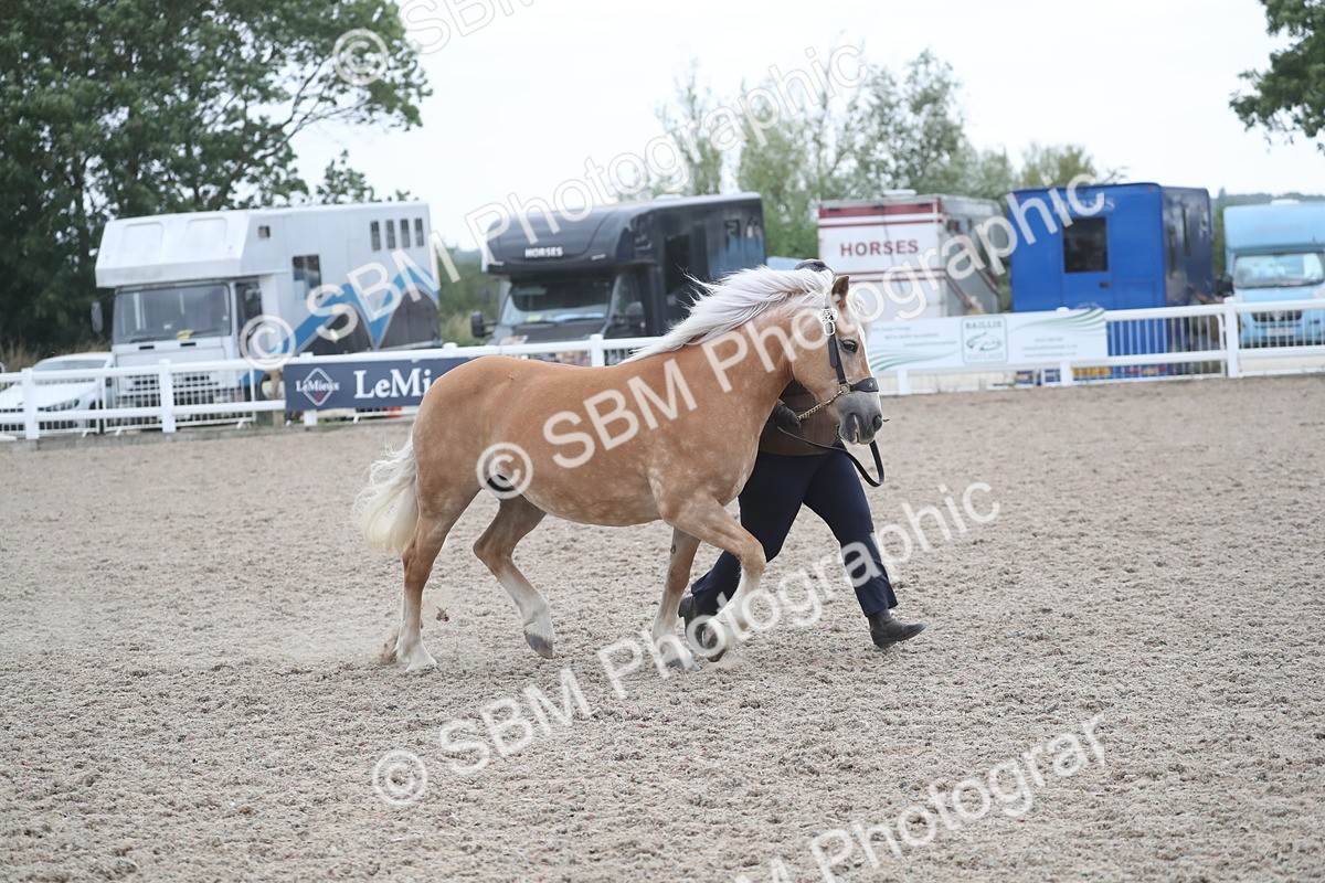SBM_18015 - Class 317 IH Pure bred Horse/Pony