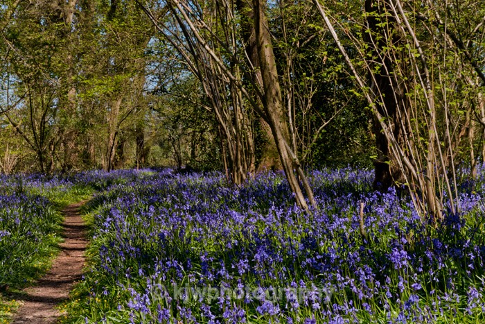 Bluebells - Gallery 5