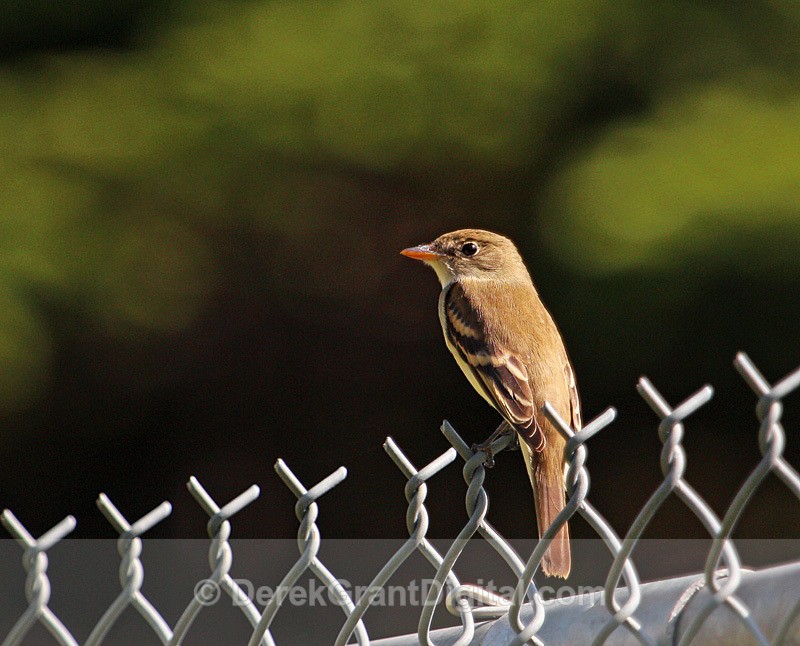 Yellow-bellied Flycatcher  Empidonax flaviventris
